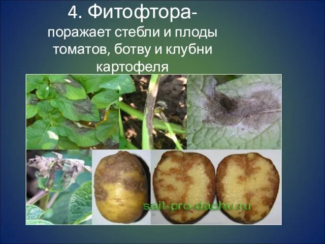 4. Фитофтора- поражает стебли и плоды томатов, ботву и клубни картофеля