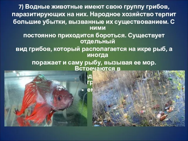 7) Водные животные имеют свою группу грибов, паразитирующих на них. Народное хозяйство терпит