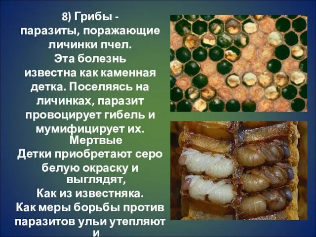 8) Грибы - паразиты, поражающие личинки пчел. Эта болезнь известна как каменная детка.