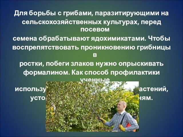 Для борьбы с грибами, паразитирующими на сельскохозяйственных культурах, перед посевом семена обрабатывают ядохимикатами.