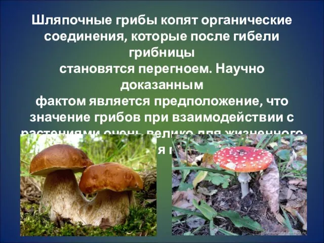 Шляпочные грибы копят органические соединения, которые после гибели грибницы становятся перегноем. Научно доказанным