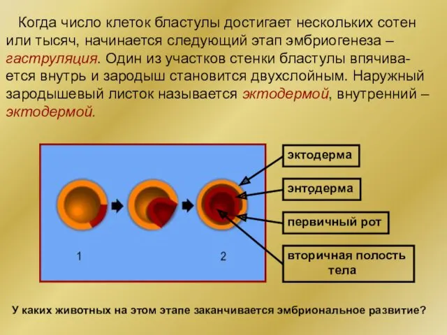 Когда число клеток бластулы достигает нескольких сотен или тысяч, начинается