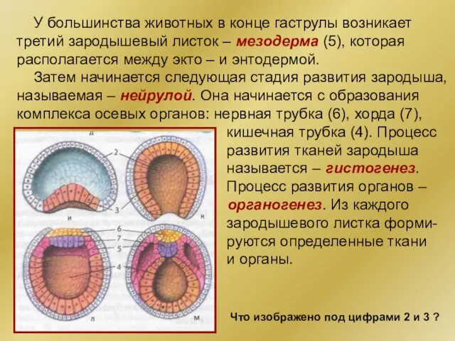 У большинства животных в конце гаструлы возникает третий зародышевый листок