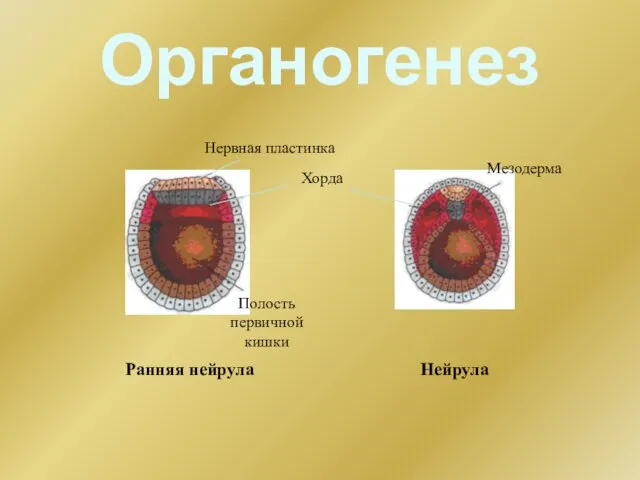 Органогенез Ранняя нейрула Нейрула Нервная пластинка Хорда Полость первичной кишки Мезодерма