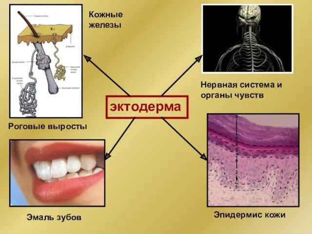 эктодерма Нервная система и органы чувств Эмаль зубов Эпидермис кожи Кожные железы Роговые выросты