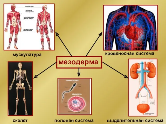 мезодерма мускулатура кровеносная система скелет выделительная система половая система