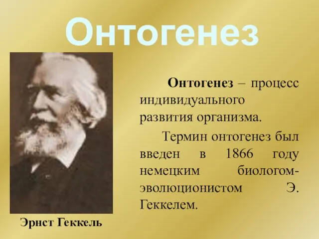 Онтогенез Онтогенез – процесс индивидуального развития организма. Термин онтогенез был