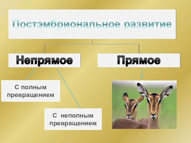 С полным превращением С неполным превращением