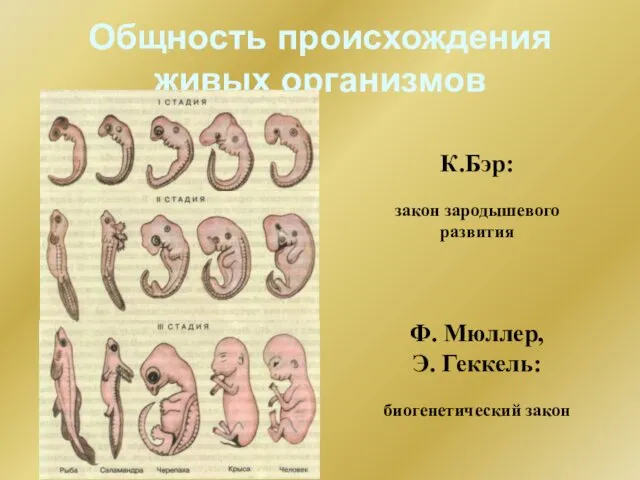 Общность происхождения живых организмов К.Бэр: закон зародышевого развития Ф. Мюллер, Э. Геккель: биогенетический закон