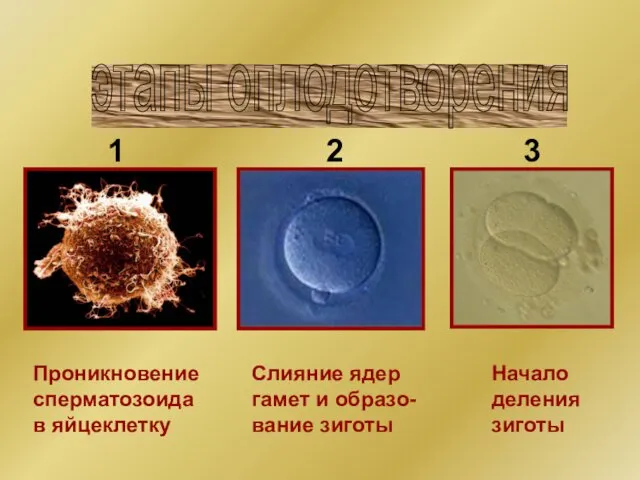 Проникновение сперматозоида в яйцеклетку Слияние ядер гамет и образо- вание