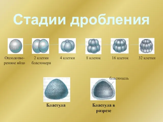 Стадии дробления Оплодотво-ренное яйцо 2 клетки бластомера 4 клетки 8