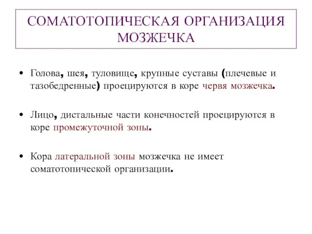 СОМАТОТОПИЧЕСКАЯ ОРГАНИЗАЦИЯ МОЗЖЕЧКА Голова, шея, туловище, крупные суставы (плечевые и