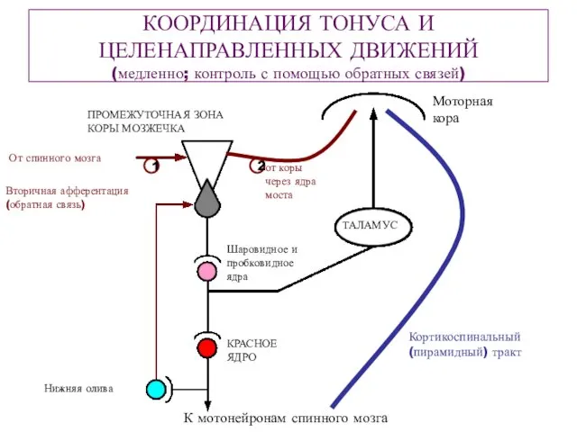 КООРДИНАЦИЯ ТОНУСА И ЦЕЛЕНАПРАВЛЕННЫХ ДВИЖЕНИЙ (медленно; контроль с помощью обратных