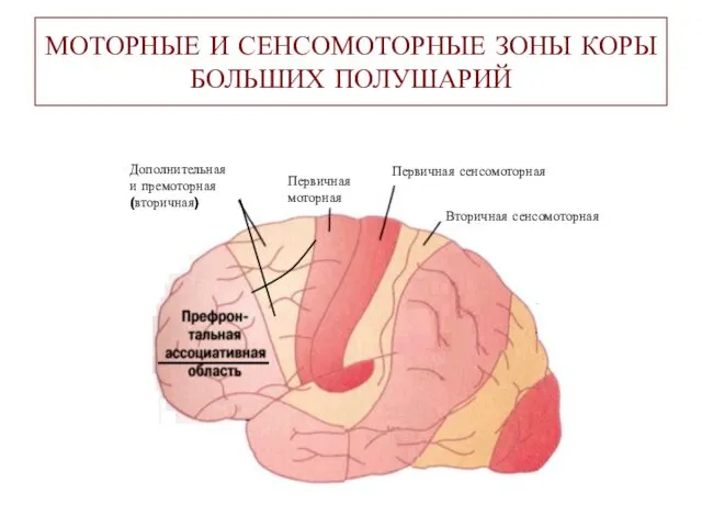 МОТОРНЫЕ И СЕНСОМОТОРНЫЕ ЗОНЫ КОРЫ БОЛЬШИХ ПОЛУШАРИЙ Первичная моторная Дополнительная