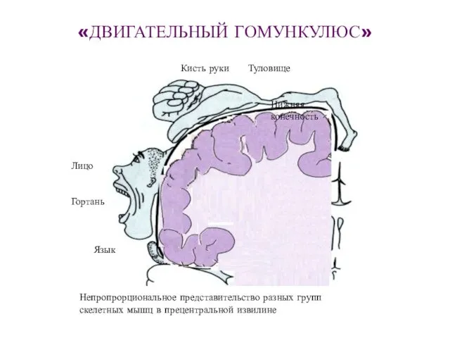 «ДВИГАТЕЛЬНЫЙ ГОМУНКУЛЮС» Кисть руки Туловище Нижняя конечность Лицо Гортань Язык