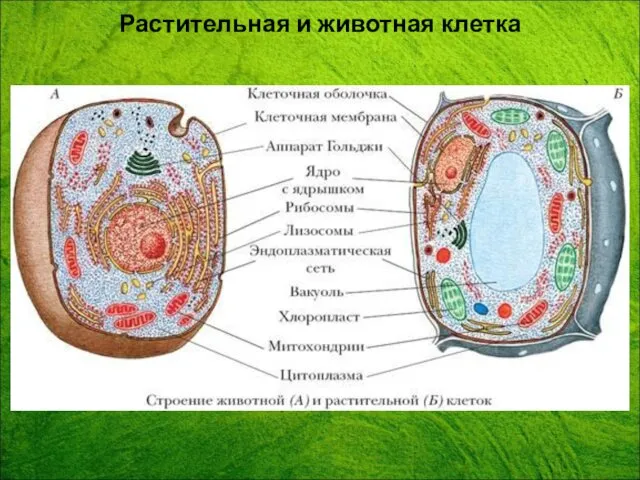 Растительная и животная клетка