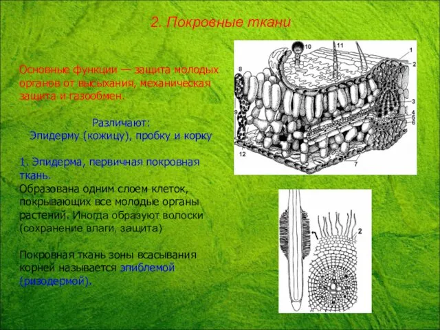 Основные функции — защита молодых органов от высыхания, механическая защита