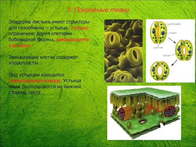 Эпидерма листьев имеет структуры для газообмена – устьица. Устьице ограничено