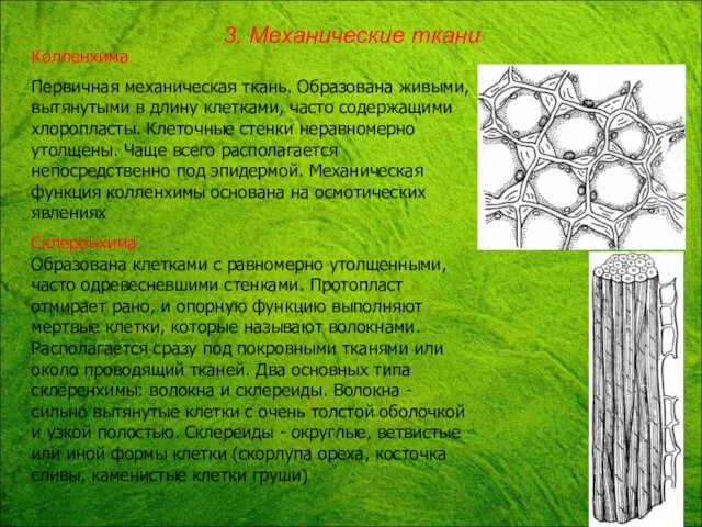 Колленхима Первичная механическая ткань. Образована живыми, вытянутыми в длину клетками,