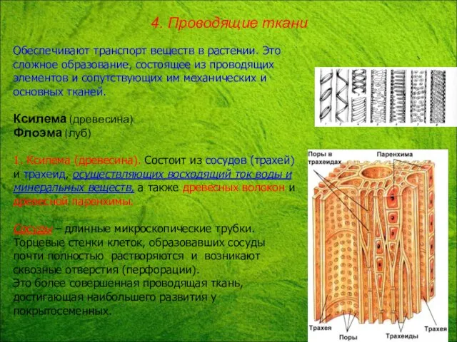 Обеспечивают транспорт веществ в растении. Это сложное образование, состоящее из