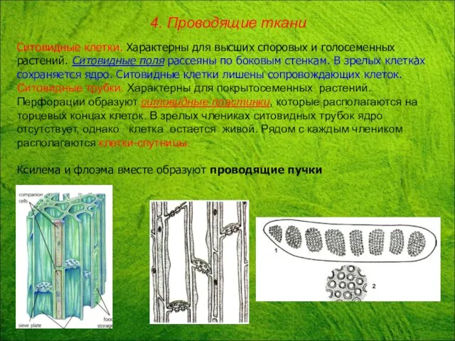 Ситовидные клетки. Характерны для высших споровых и голосеменных растений. Ситовидные