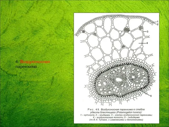 4. Воздухоносная паренхима.