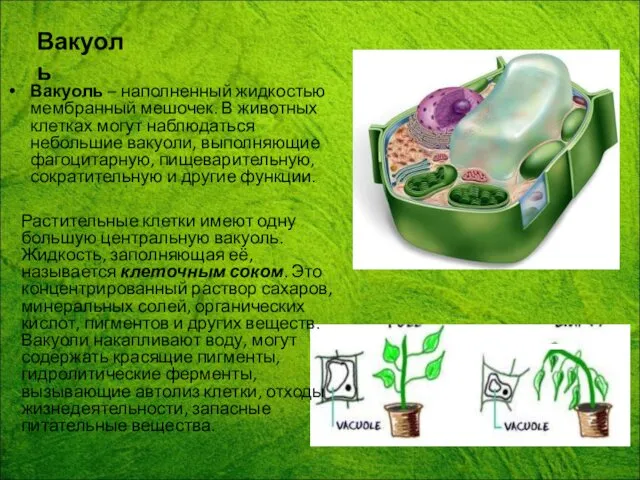 Вакуоль Вакуоль – наполненный жидкостью мембранный мешочек. В животных клетках