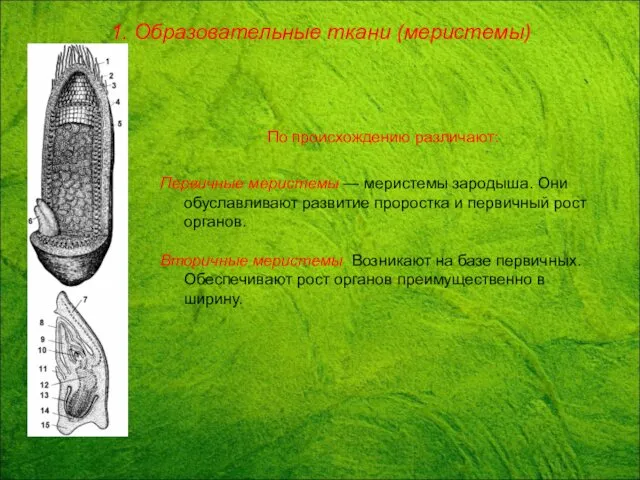 По происхождению различают: Первичные меристемы — меристемы зародыша. Они обуславливают