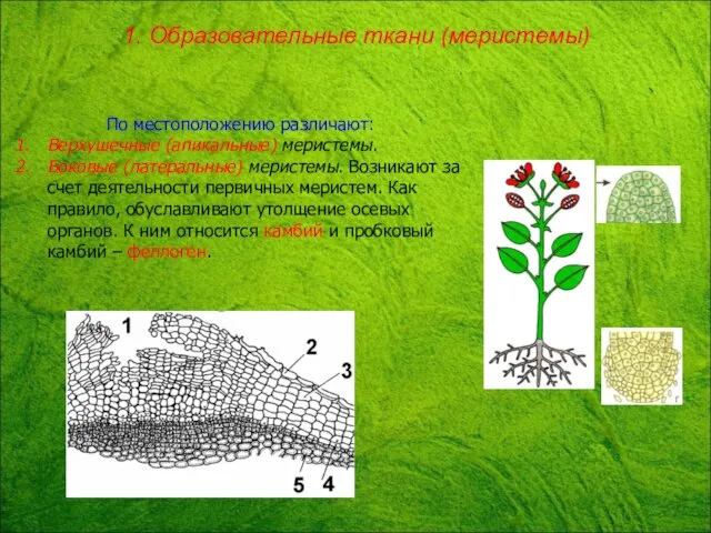 По местоположению различают: Верхушечные (апикальные) меристемы. Боковые (латеральные) меристемы. Возникают