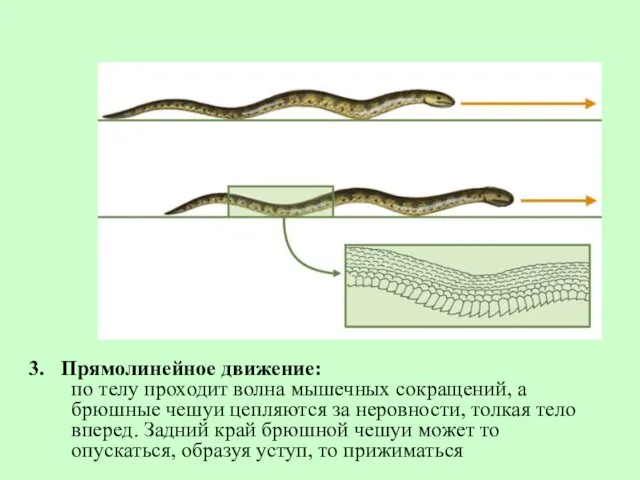 3. Прямолинейное движение: по телу проходит волна мышечных сокращений, а