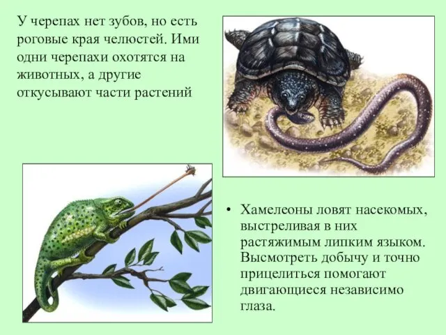 Хамелеоны ловят насекомых, выстреливая в них растяжимым липким языком. Высмотреть