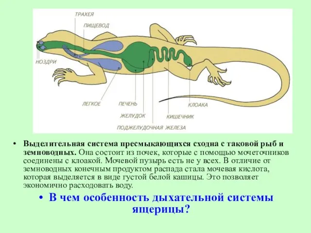 Выделительная система пресмыкающихся сходна с таковой рыб и земноводных. Она