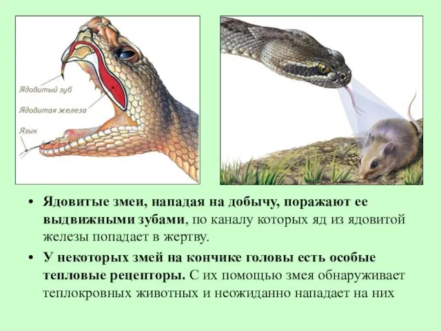 Ядовитые змеи, нападая на добычу, поражают ее выдвижными зубами, по