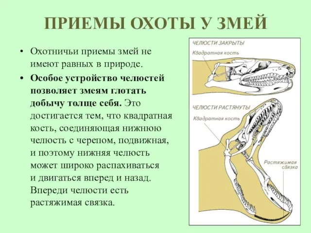 ПРИЕМЫ ОХОТЫ У ЗМЕЙ Охотничьи приемы змей не имеют равных