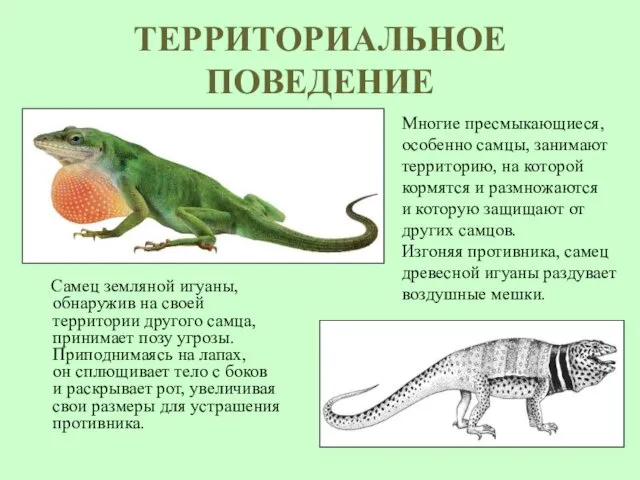 ТЕРРИТОРИАЛЬНОЕ ПОВЕДЕНИЕ Самец земляной игуаны, обнаружив на своей территории другого