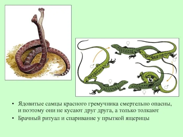 Ядовитые самцы красного гремучника смертельно опасны, и поэтому они не