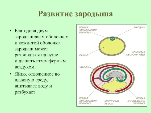 Развитие зародыша Благодаря двум зародышевым оболочкам и кожистой оболочке зародыш