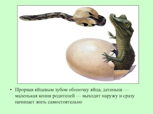 Прорвав яйцевым зубом оболочку яйца, детеныш — маленькая копия родителей