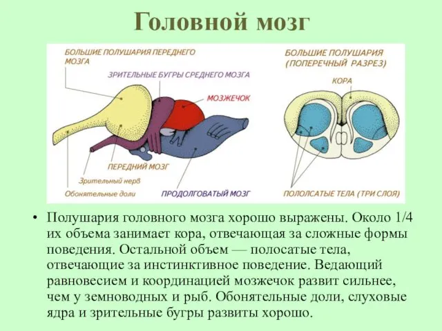 Головной мозг Полушария головного мозга хорошо выражены. Около 1/4 их