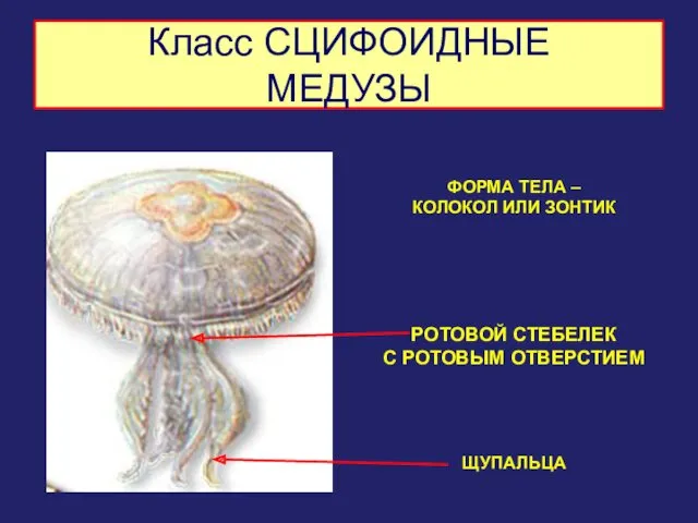 Класс СЦИФОИДНЫЕ МЕДУЗЫ ФОРМА ТЕЛА – КОЛОКОЛ ИЛИ ЗОНТИК РОТОВОЙ СТЕБЕЛЕК С РОТОВЫМ ОТВЕРСТИЕМ ЩУПАЛЬЦА