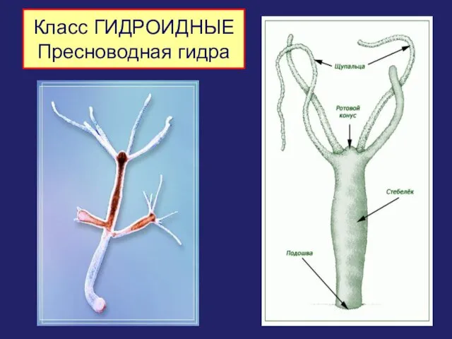 Класс ГИДРОИДНЫЕ Пресноводная гидра