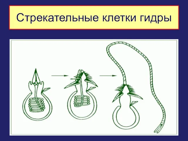 Стрекательные клетки гидры