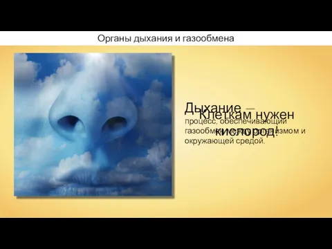 Клеткам нужен кислород! Дыхание — процесс, обеспечивающий газообмен между организмом