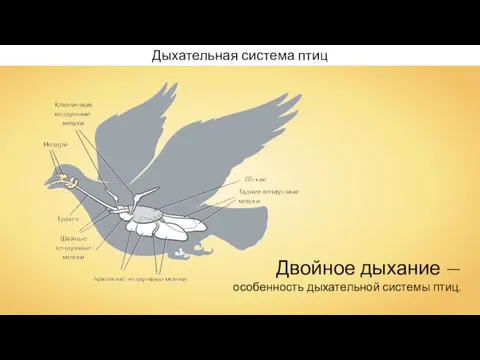 Дыхательная система птиц Двойное дыхание — особенность дыхательной системы птиц.