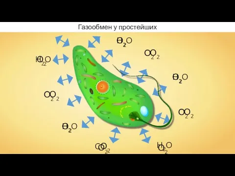 Газообмен у простейших