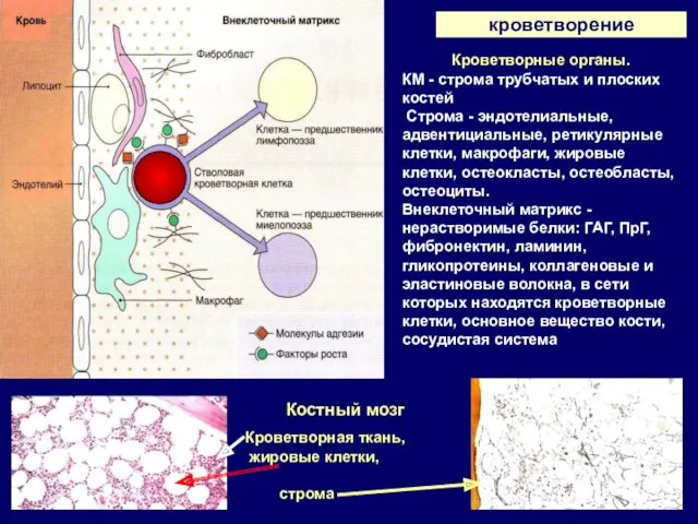 кроветворение Кроветворные органы. КМ - строма трубчатых и плоских костей