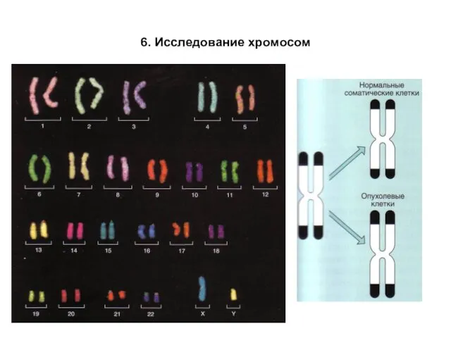 6. Исследование хромосом