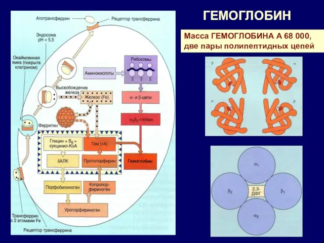 ГЕМОГЛОБИН Масса ГЕМОГЛОБИНА А 68 000, две пары полипептидных цепей