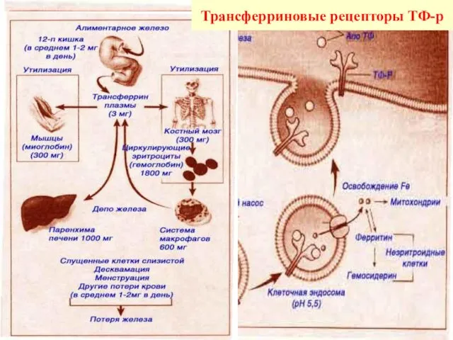 Трансферриновые рецепторы ТФ-р