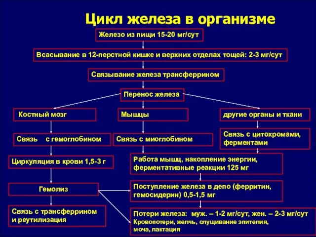 Цикл железа в организме Железо из пищи 15-20 мг/сут Всасывание